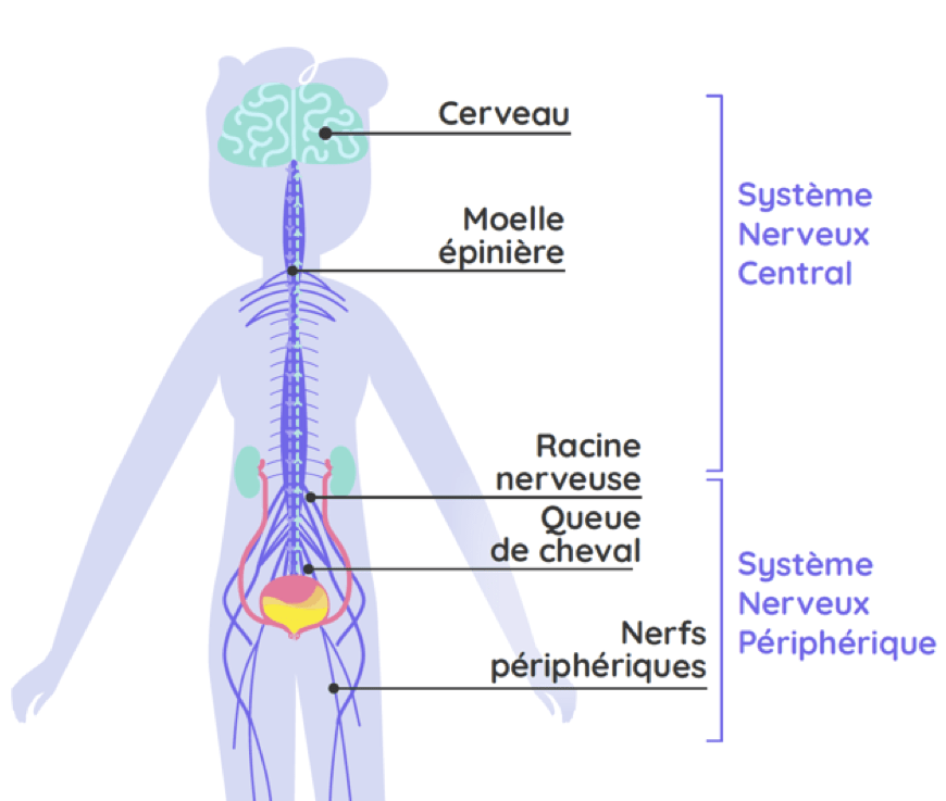 Urologie Fonctionnelle Et Neuro Urologie Urologie Chu Lille